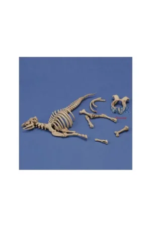 Koop Vandaag Cow skeleton n.3 (1:35)