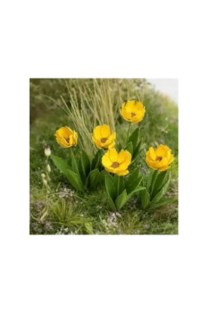 Tulpen / Tulips 1/35 Beperkte Voorraad