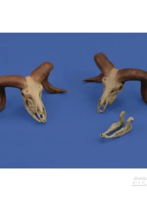 3D printed Mufflon skulls Snelle Levering