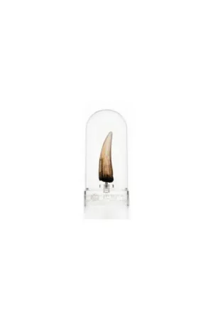 Jurassic Park 3 Replica Prop 1/1 Spinosaurus Tooth 14 cm Goedkoop