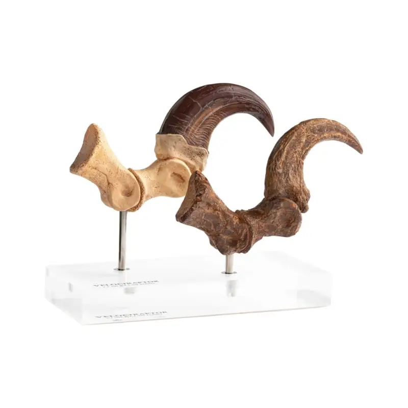 Betaalbaar Jurassic Park ECC Elite Creature Line statuette Velociraptor Foot Claw and Fossil Claw Set 20 cm