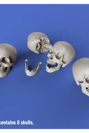 Royal Model: 1/35; Skulls Bestel Nu