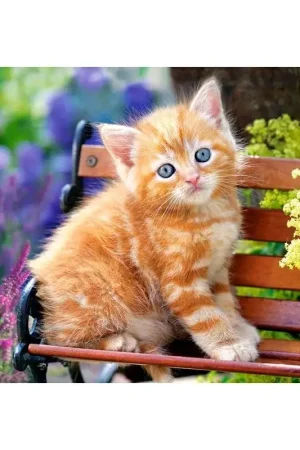 Puzzel Oranje kitten in de tuin Bestel Nu
