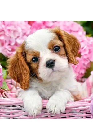 Puzzel Puppy met roze bloemen Op = Op