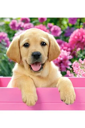 Dagaanbieding Puzzel Labrador Puppy in Pink Box, Puzzele 300 T