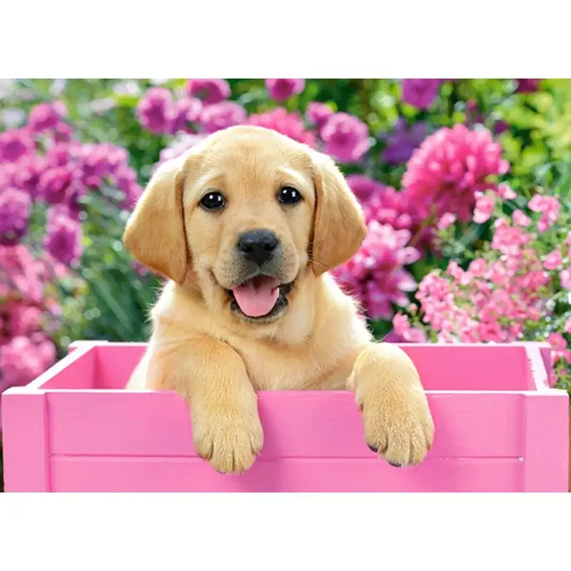 Dagaanbieding Puzzel Labrador Puppy in Pink Box, Puzzele 300 T