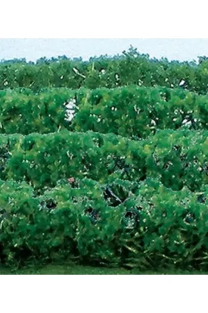 HEDGE EVERGREENS 125x9x15mm - HO SCALE Goedkoop