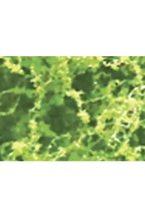 HEAVY LIGHT GREEN FOLIAGE - 9.6 dm2 Bestseller